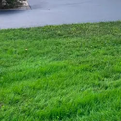 picture of lawn rejuvenation